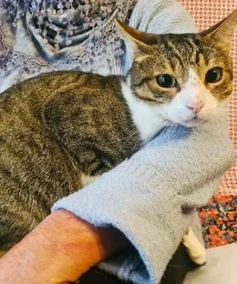 Lilou, adopté