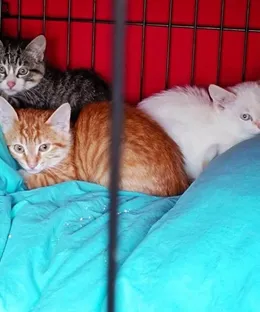 Saint-Barth, adopté