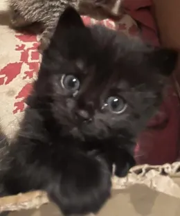 Agate, adopté
