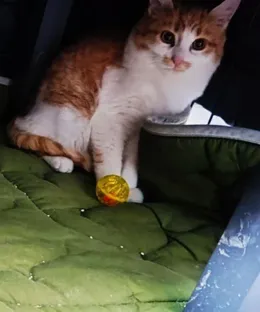 Olly, adopté