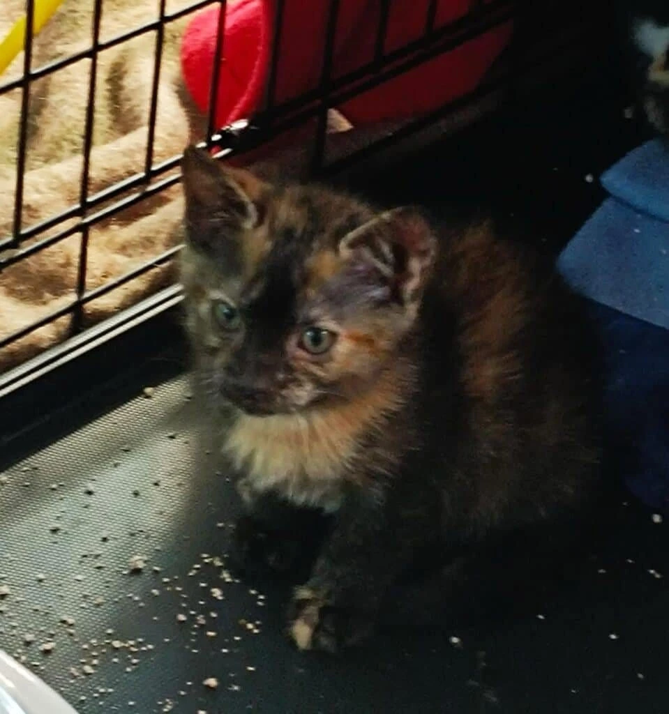 Cookie