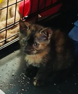 Cookie, adopté