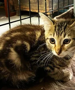 Asya, adopté