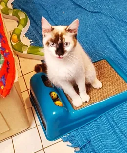 Violette, adoptée