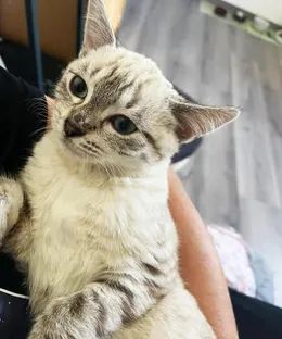 Kate, adopté