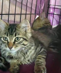 Rocky, adopté