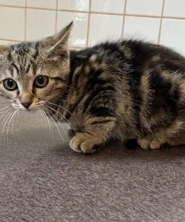 Voyou, adopté