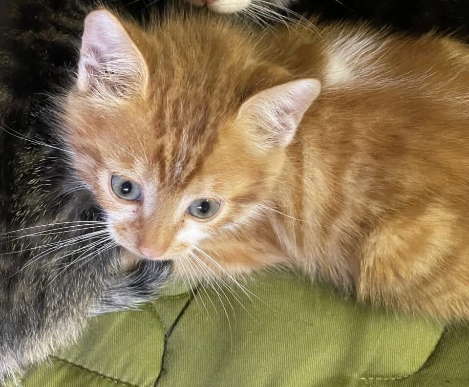 Abricot