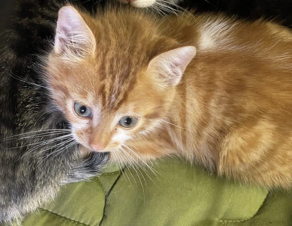 Abricot, photo 1