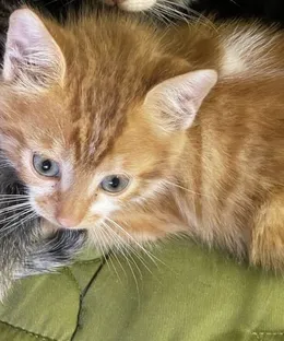 Abricot, adopté