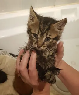 Flo, adopté