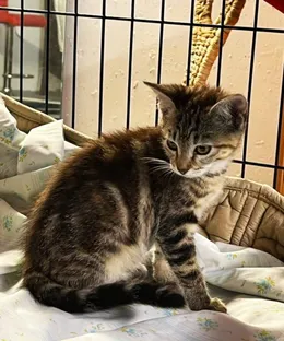 Aneko, adopté