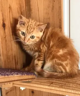 Vito, adopté