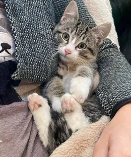 Nemesis, adopté