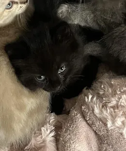 Sherry, adopté