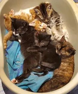Portée de Noyarey, adoptés