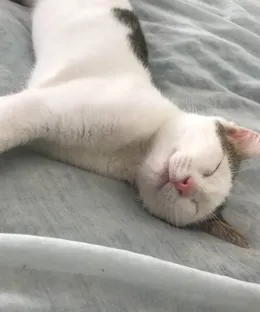 Flocon, adopté