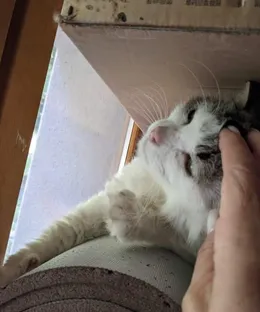 Gigi, adopté