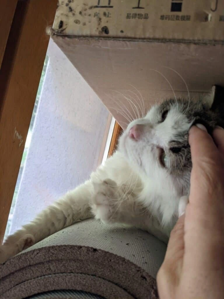 Gigi, photo 1