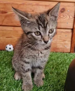 Sara, adopté