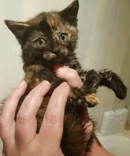 Prune, adopté
