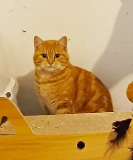 Brindille, adopté