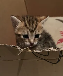 Alfie, adopté