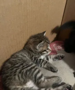 Anais, adopté