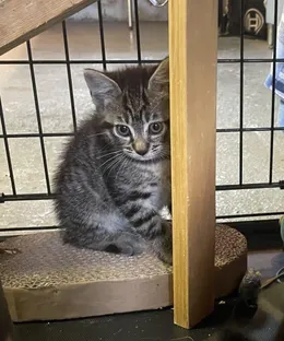 Vega, adopté