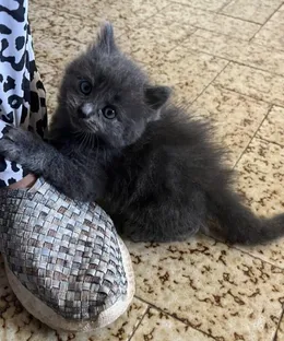 Achille, adopté