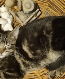 Milo, adopté
