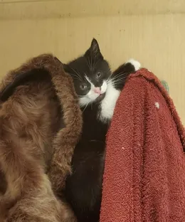 Tao, adopté