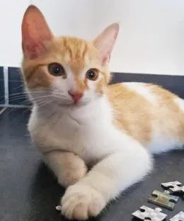 Junior, adopté