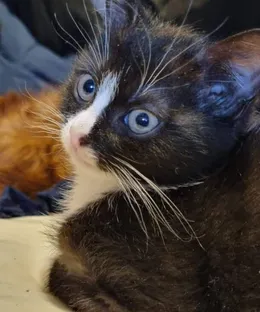 Altesse, adopté