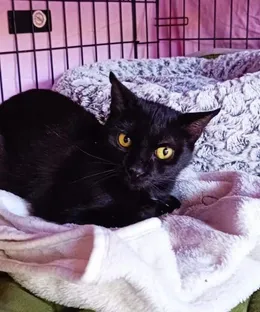 Hedda, adopté