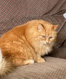 Mounette, adopté