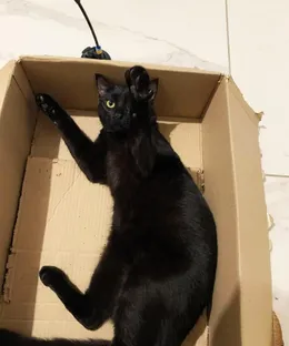 Leon, adopté
