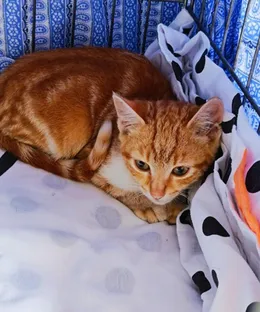 Vadi, adopté