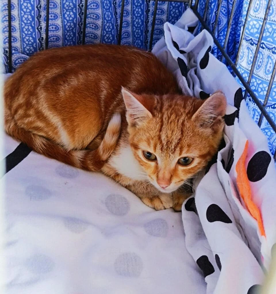Vadi