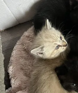 Baileys, adopté