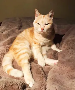 Orange, adopté