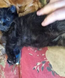 Nea, adopté