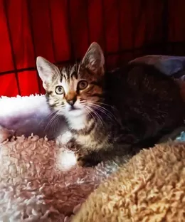 Ares, adopté
