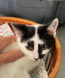 Kelly, adoptée