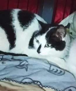 Apache, adopté