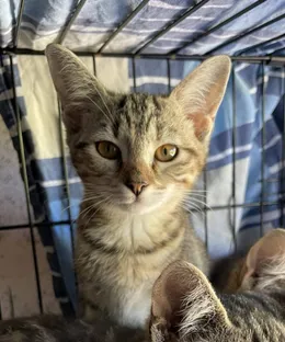 Adélie, adopté