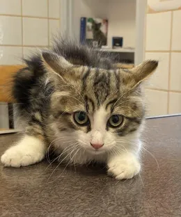 Nounet, adopté