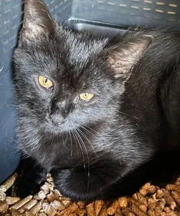 Armony, adopté