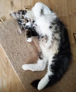 Chaplin, adopté