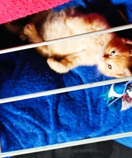 Smarty, adopté